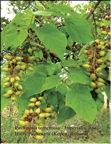 Paulownia Imperialis