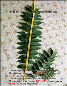 Tree of Heaven