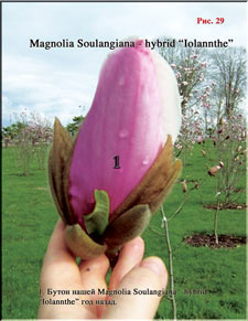 Magnolia «Iolanthe»