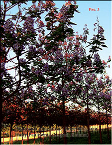 Paulownia Imperialis