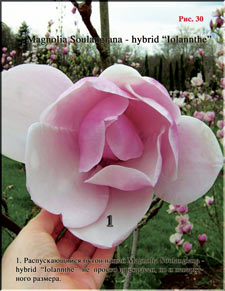 Magnolia «Iolanthe»