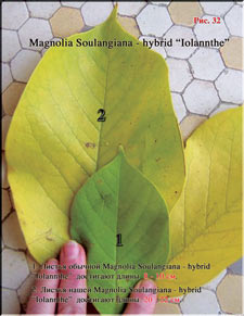 Magnolia «Iolanthe»