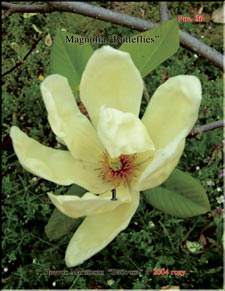 Magnolia «Butterflies»