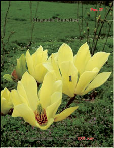 Magnolia «Butterflies»