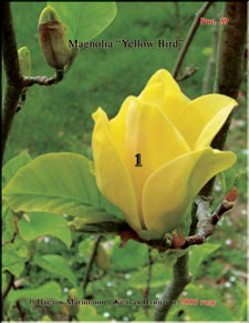 Magnolia «Yellow Bird»