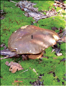 White mushroom (Boletus Edulis)