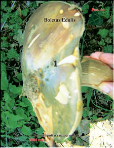 White mushroom (Boletus Edulis)