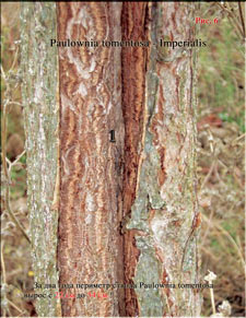 Paulownia Imperialis